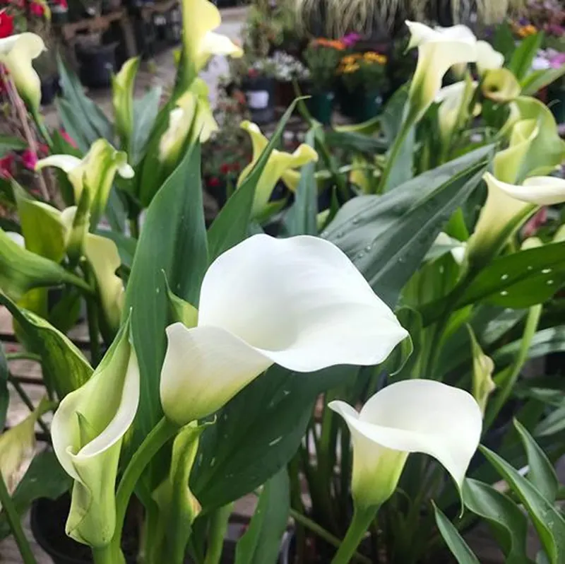 White calla lilies in nursery pots, with marigolds and more flowers on the benches behind them.