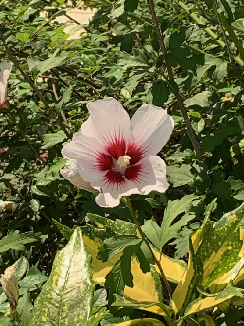 A white hibiscus flower with a deep red eye, among green leaves and gold-speckled foliage.