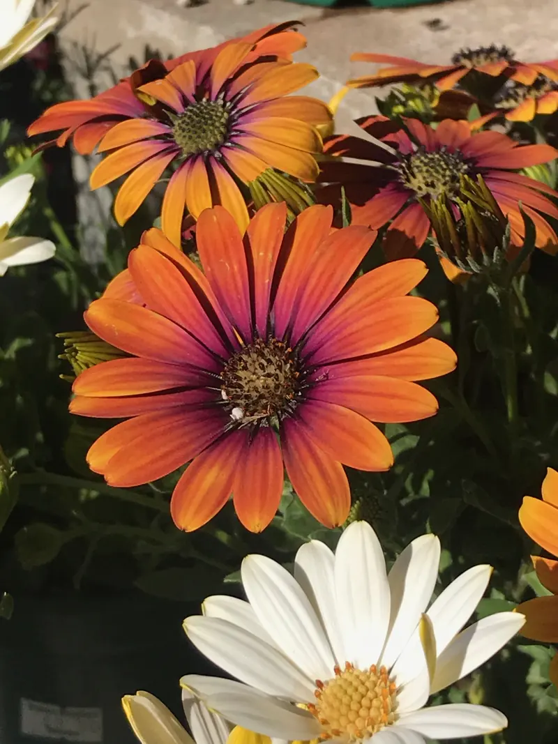 Orange African daisies shading to violet at the center, with one white daisy in front, in pots at the nursery.