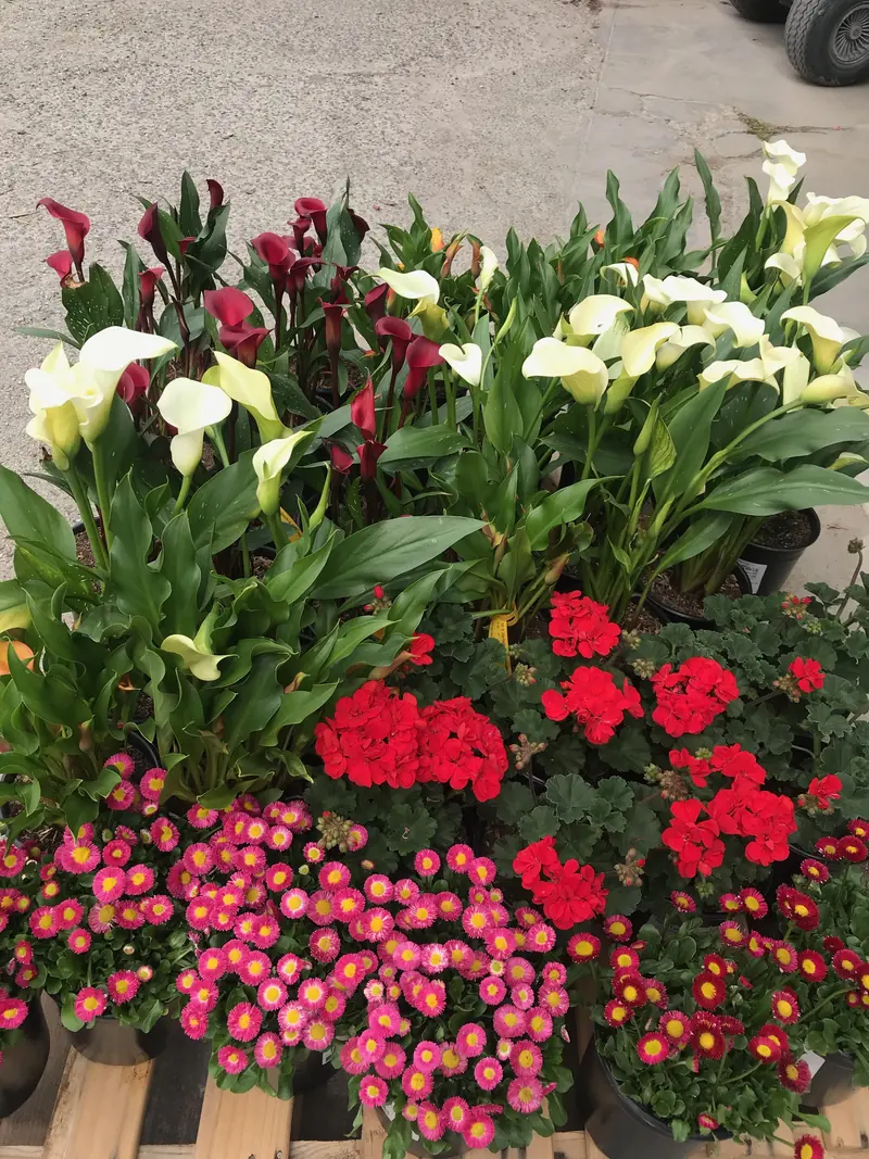 A pallet of potted white and burgundy calla lilies, red geraniums and pink English daisies set out on the gravel at Peters.