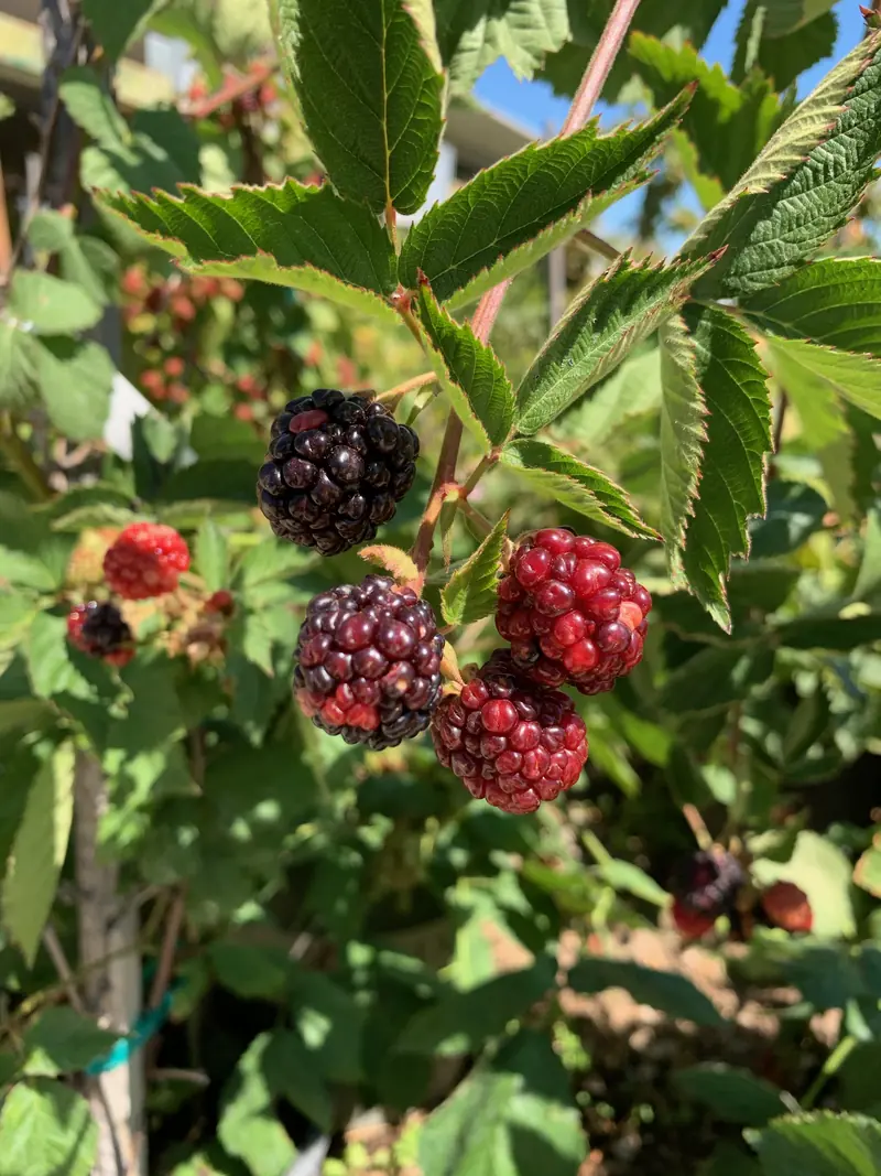Blackberries ripening from red to black on a cane, with serrated green leaves against a blue sky.
